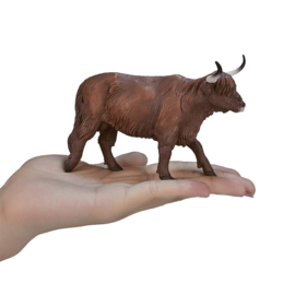 Schotse hooglander Mojo 387199