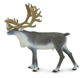 Caribou  S182229