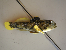Japanese  donderpad Fluvial sculpin