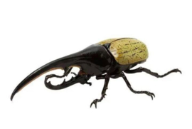 Herculesbeetle  Bandai  (yellow)