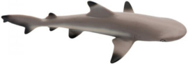 Blacktip Reef Shark   S200029