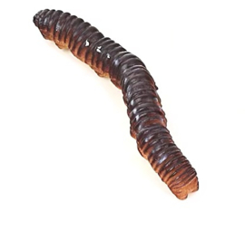 Caterpiller  brown