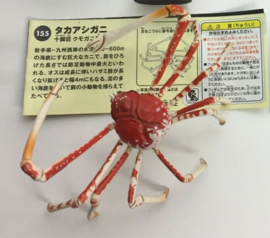 155 Japanese Spider Crab