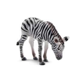 Zebra foal Toymany