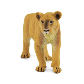 Lioness  S290329