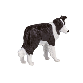 Border Collie - Mojo  387203