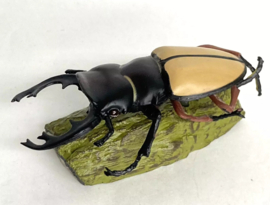 Red-Legged Stag Beetle Colorata