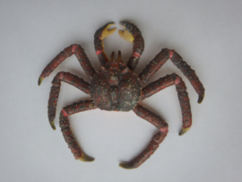 Spinkrab