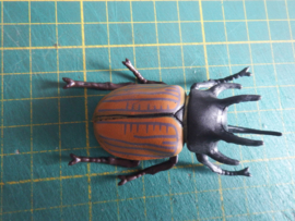 rhinoceros beetle