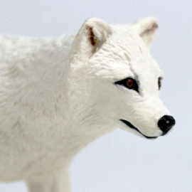 Arctic Fox Safari 100731