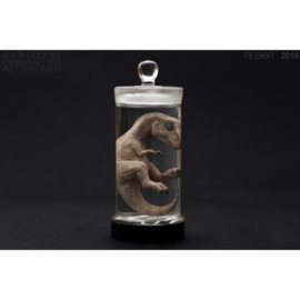 Tyrannosaurus rex Foetus Wet Specimen Rebor