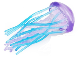 Jellyfish  purple and blue