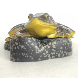 Goliath Frog, Conraua goliath