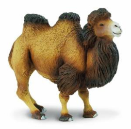 Camel   S290929