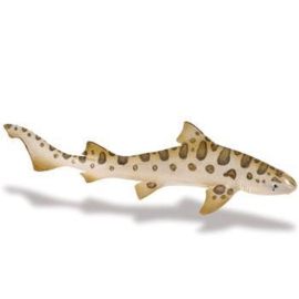 Leopard Shark    S274929