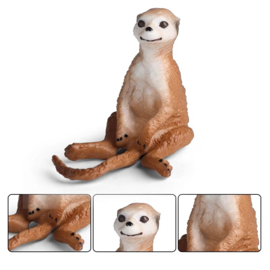 Meerkat young  sitting