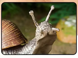 Snail
