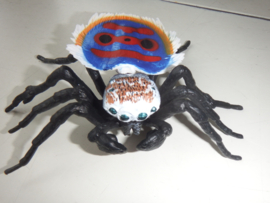 Peacock spider