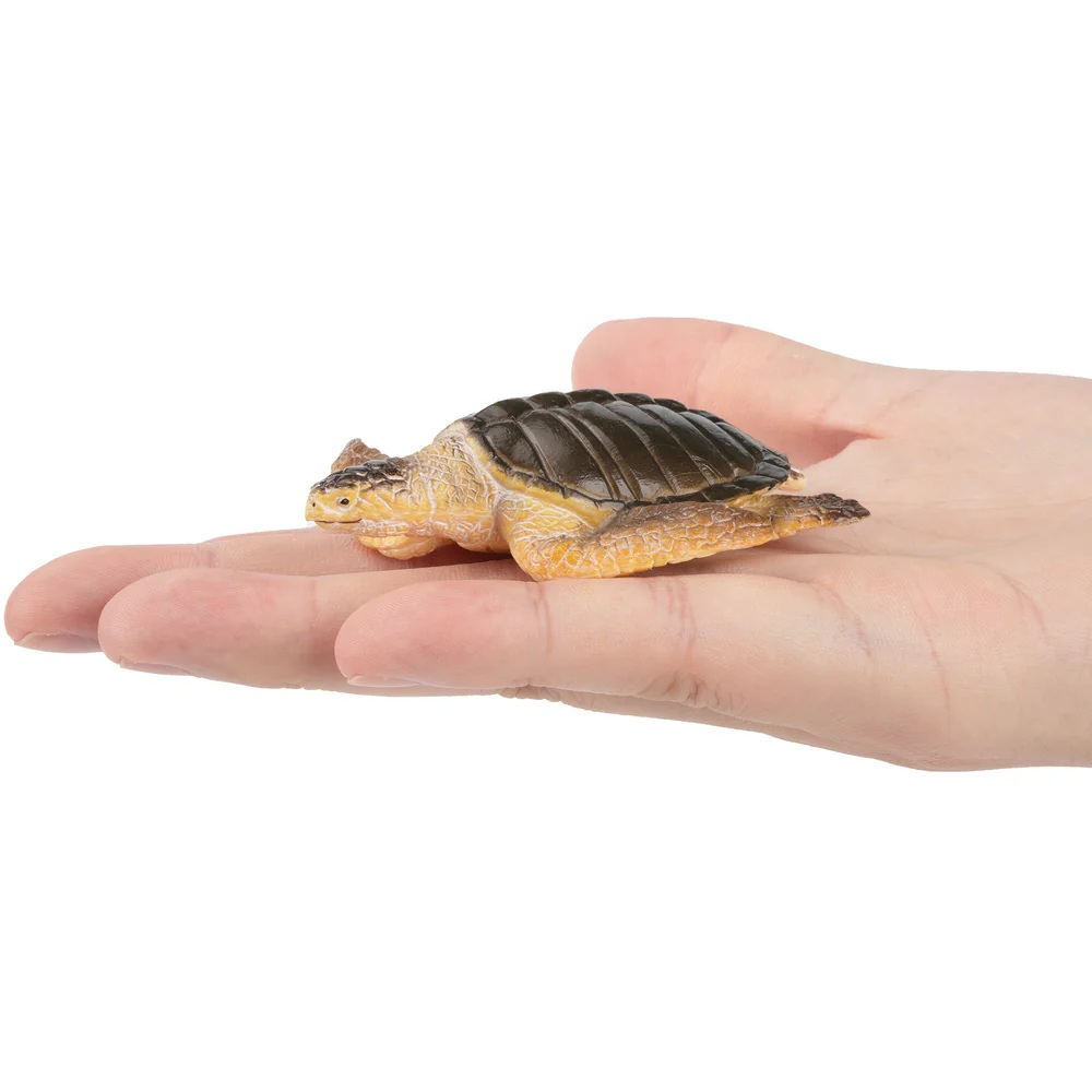 Warana or Pacific ridley sea turtle  Toymany