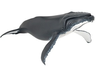papo humpback whale