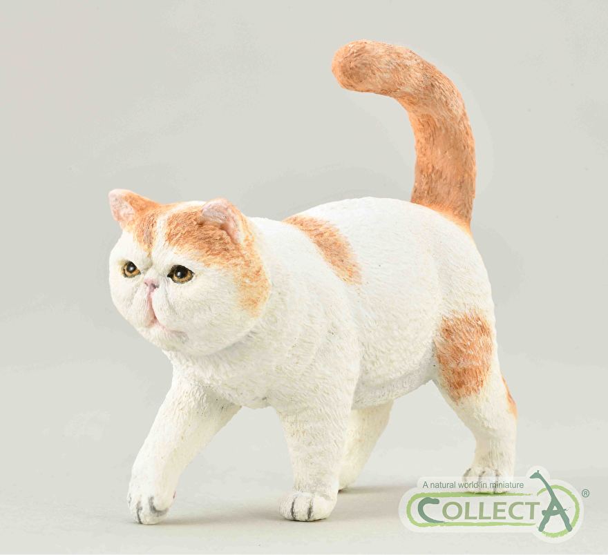 Exotic shorthair collecta 2021