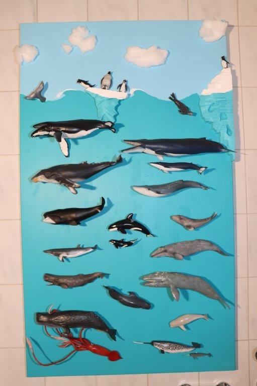 zeedieren display collecta