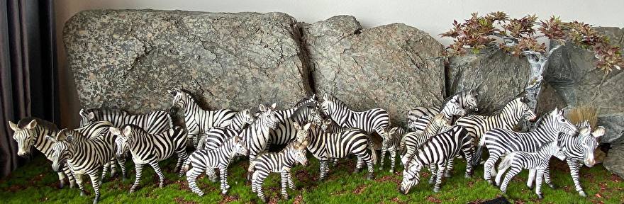 zebra's