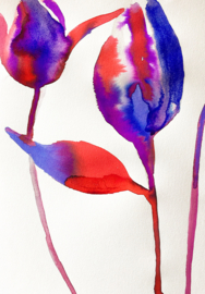 Tulipa Red & Blue