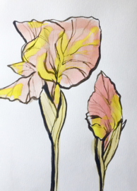 Iris Drawing in Pink