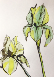 Iris Drawing in Green