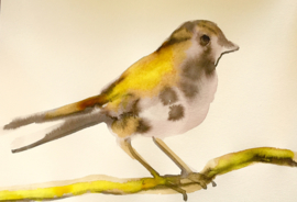 Yellow Sparrow
