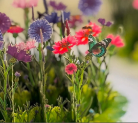 3D pop-up wenskaart - Kiriori - Korenbloemtuin met vlinders