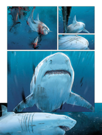 Carthago 14. - Gebogen, sta ik weer recht - softcover - 2025 