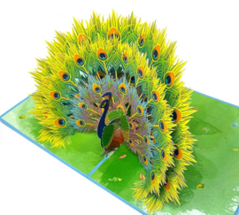 3D pop-up wenskaart - Kiriori - Pauw trots op jou