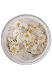 PXP pressed chunky flowers daisies mix cream 10 ml