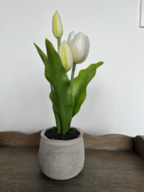 Bloempot met tulpen wit