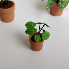 Small Pilea