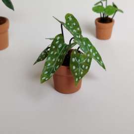 Large Begonia