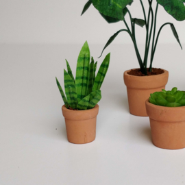 Small Snake Plant