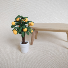 Orange Tree
