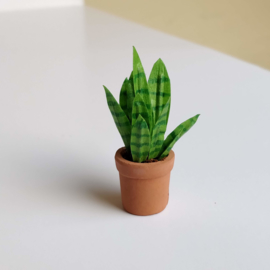 Small Snake Plant