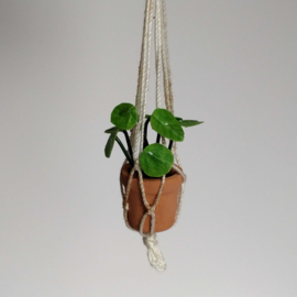 Small Pilea