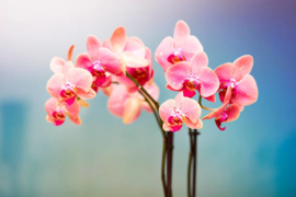 Orchidee met mooie aangepaste pot
