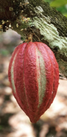 Cacao Guatemala Alta Verapaz, 250 gram