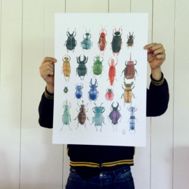 Poster A2 | Bugs and Beetles
