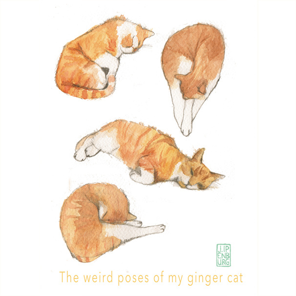 Kaart A5 | The Weird Poses of my Ginger Cat | 1 stuk