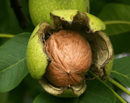 Walnoten in dop (1kg)