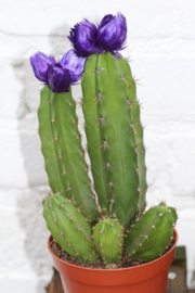 2x cactus versierd groot
