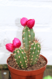 Cactus versierd groot