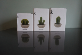 Cactus kaarsje